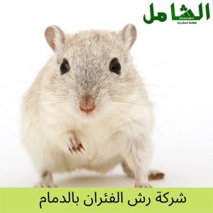 شركة رش الفئران بالدمام