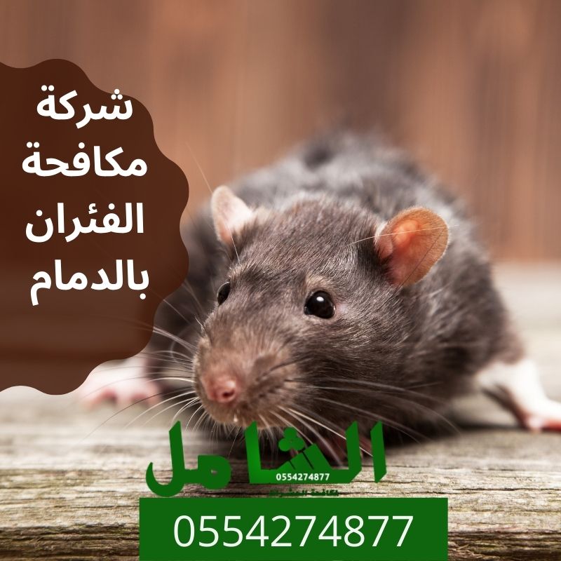 شركة مكافحة الفئران بالدمام
