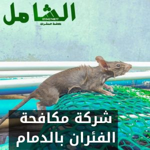 شركة مكافحة الفئران بالدمام