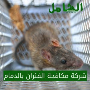 شركة مكافحة الفئران بالدمام