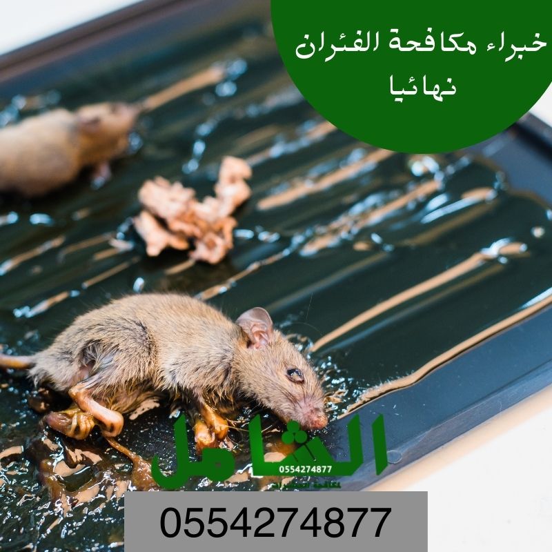 افضل شركة شركة مكافحة الفئران بالدمام
