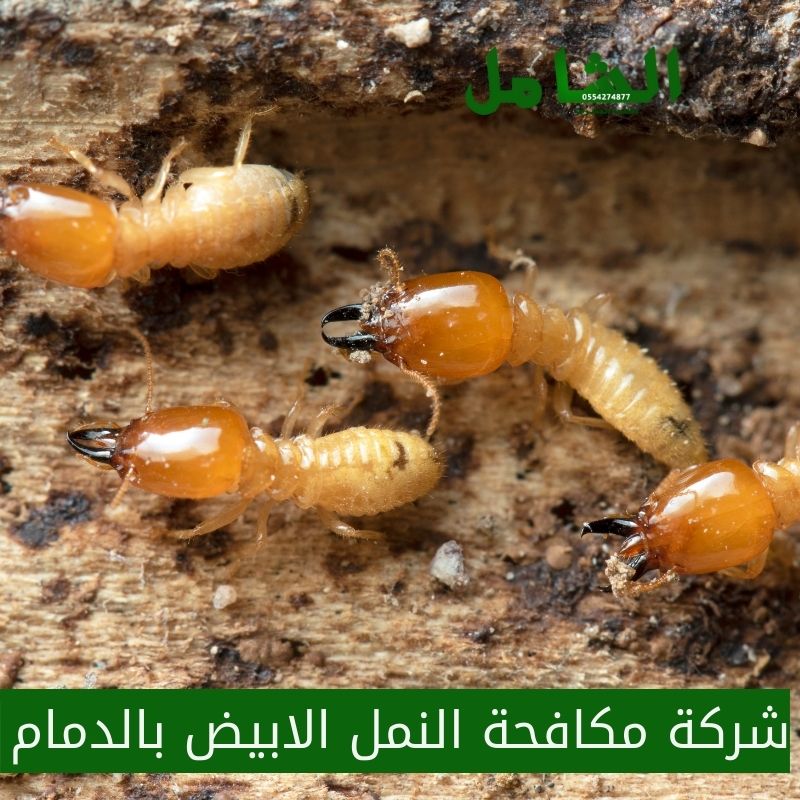 شركة مكافحة النمل الابيض بالدمام 2