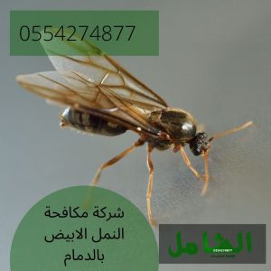 شركة مكافحة النمل الابيض بالدمام