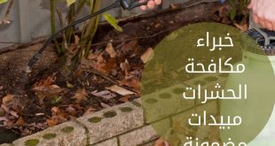 شركة مكافحة حشرات بالظهران