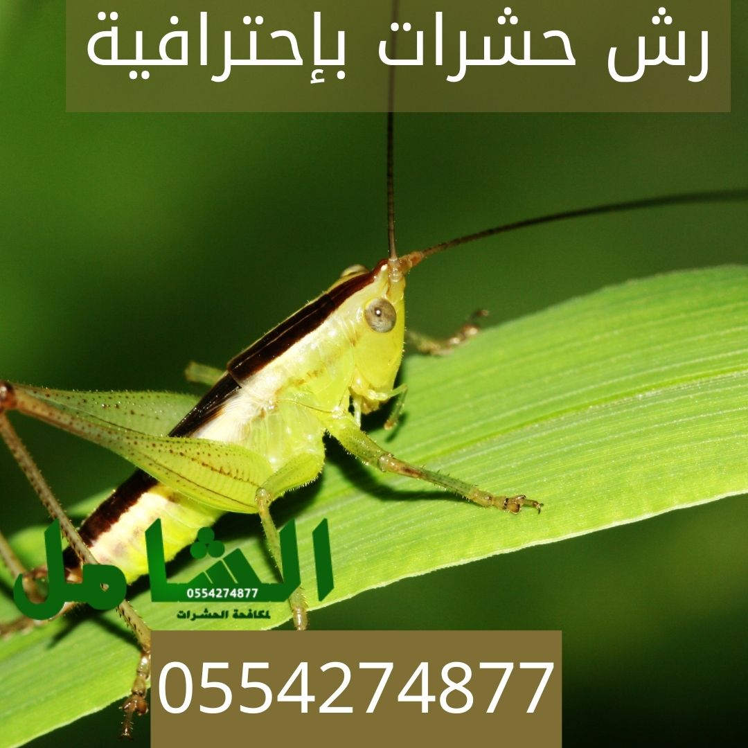 شركة رش حشرات بالدمام بضمان