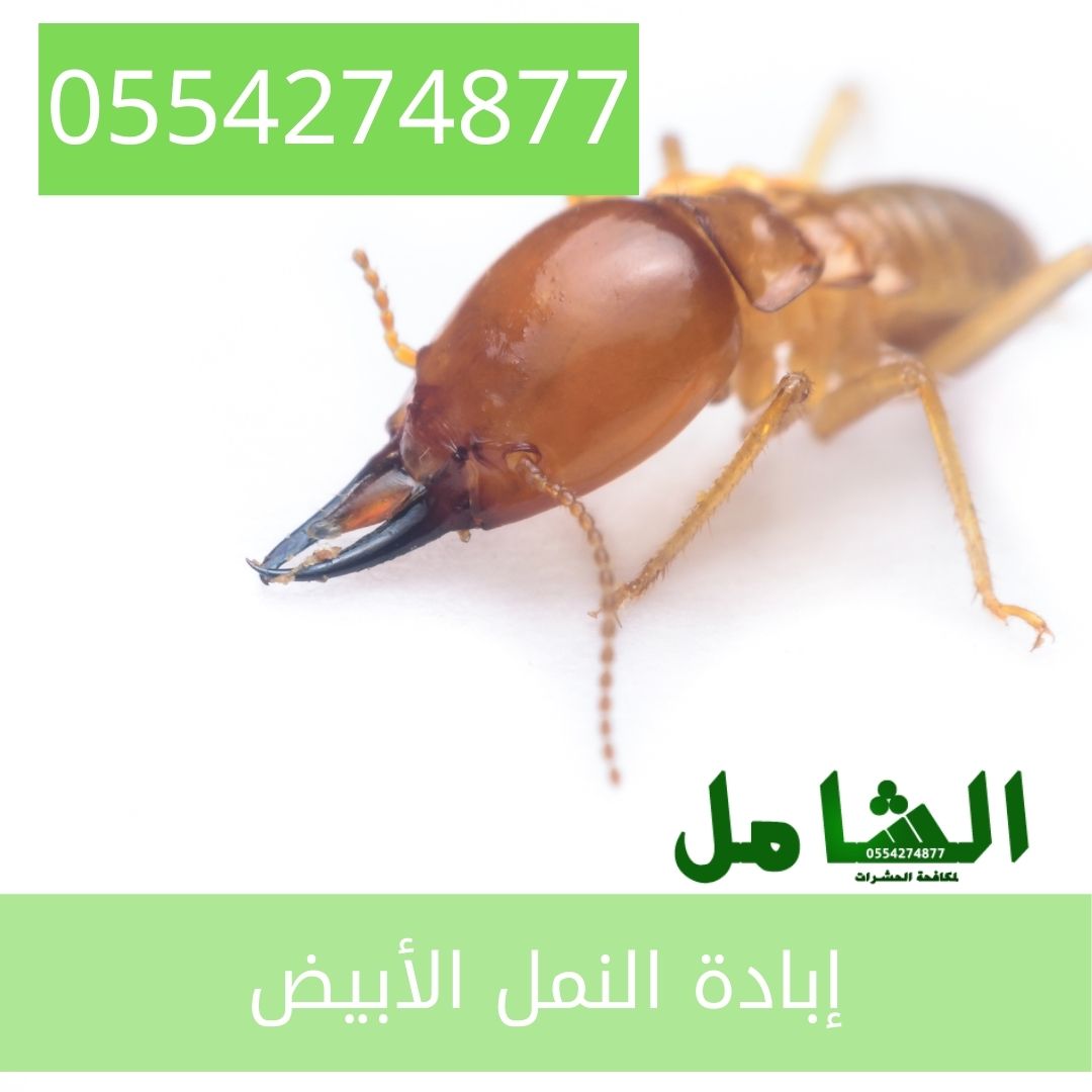 رقم شركة مكافحة النمل الابيض بالدمام