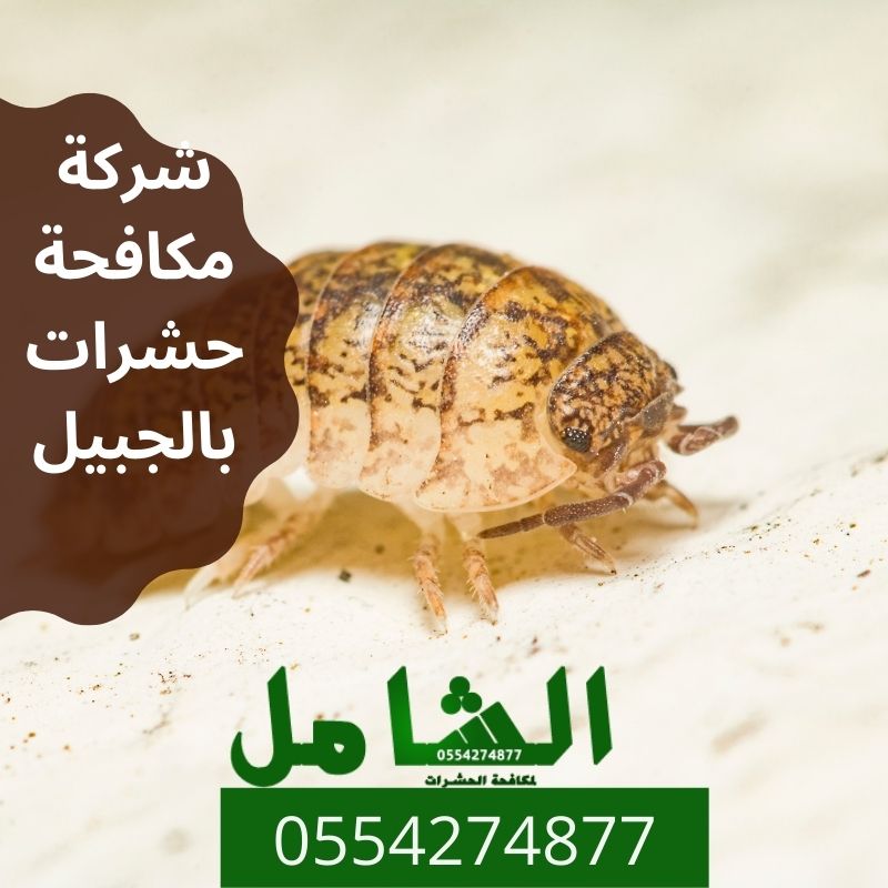 شركة مكافحة حشرات بالجبيل