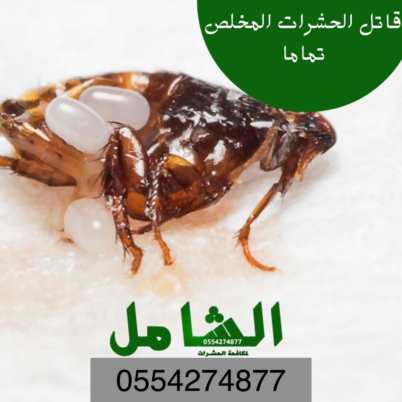 افضل شركة مكافحة حشرات بالدمام