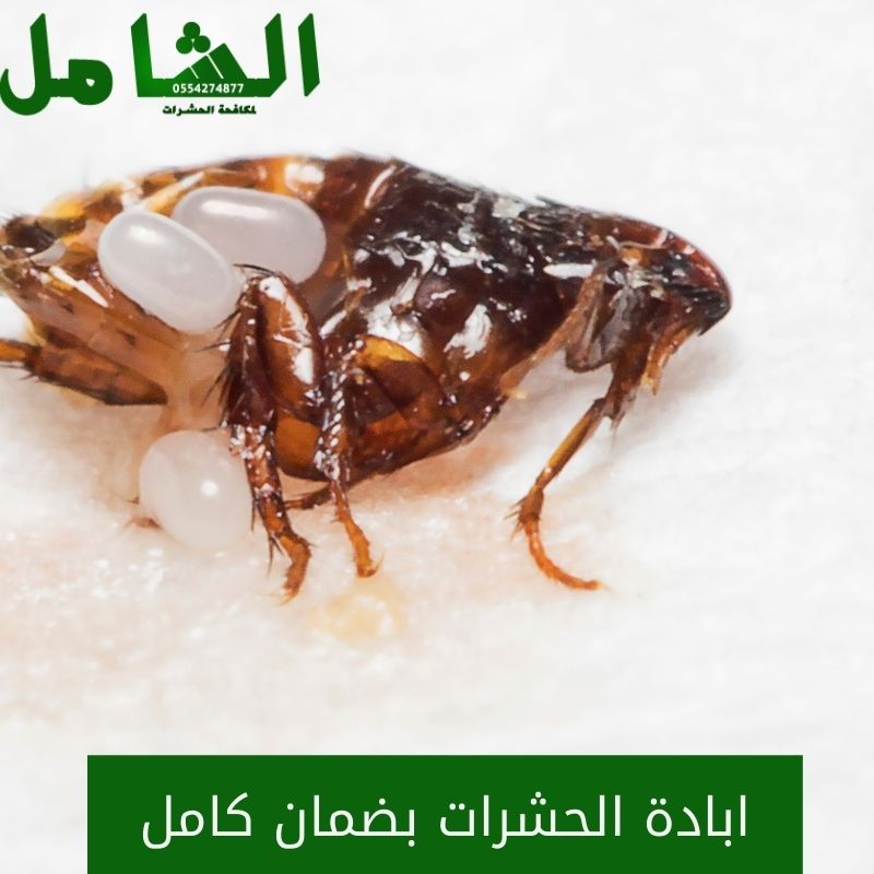 شركة مكافحة حشرات بالدمام