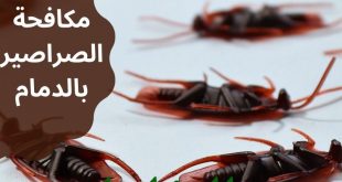 شركة مكافحة الصراصير بالدمام