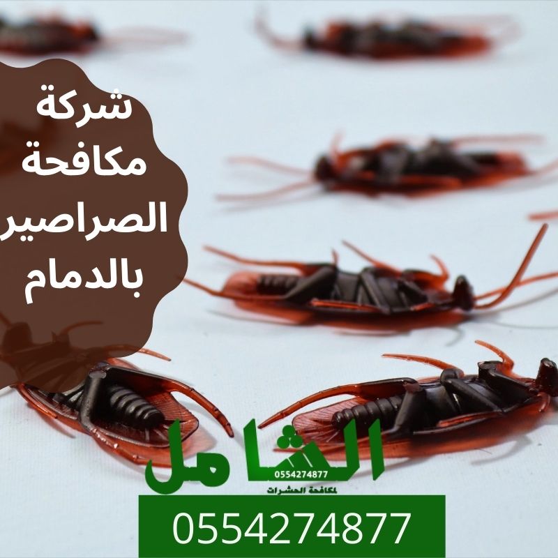 شركة مكافحة الصراصير بالدمام