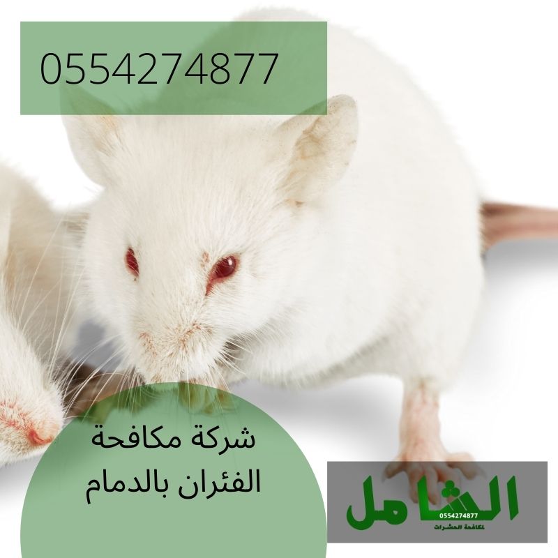 شركة مكافحة الفئران بالدمام