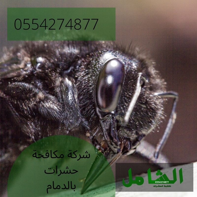 شركة مكافحة حشرات بالدمام