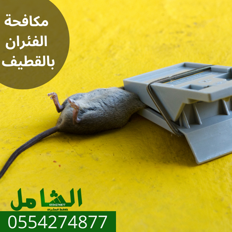 مكافحة الفئران بالقطيف