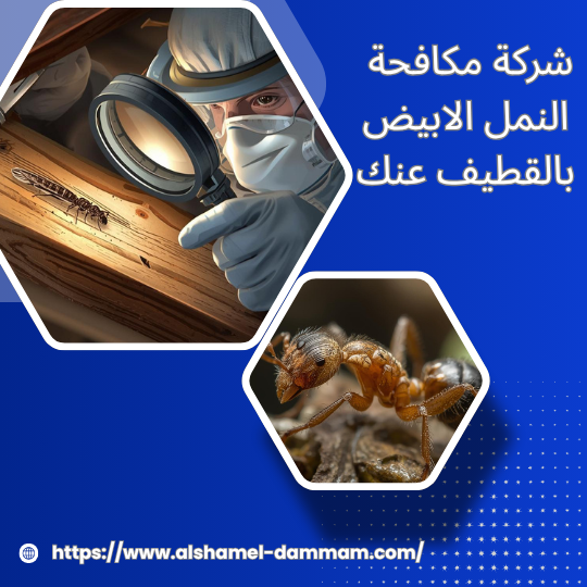 شركة مكافحة النمل الابيض بالقطيف عنك